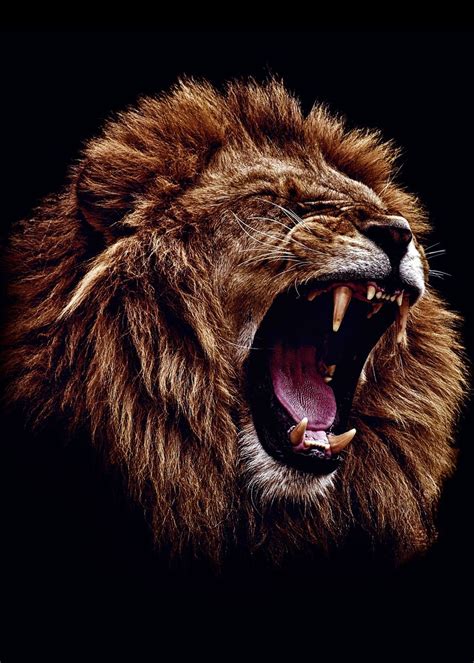 'wild angry lion head ' Poster, picture, metal print, paint by mk ...