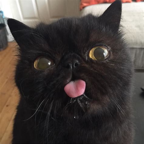 BLEP! - CatCon Worldwide