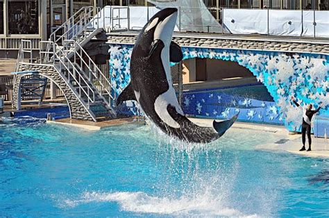 California SeaWorld Ban | POPSUGAR Celebrity