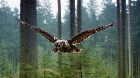 landscape, Green, Flying, Brown Eyes, Owl, Animals, Birds, Trees ...