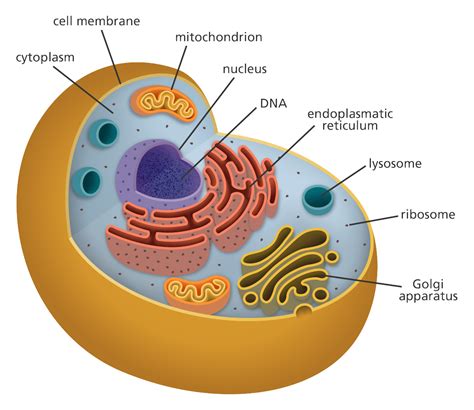 What Are A Few Major Animal Cell Structures And Their Functions ...