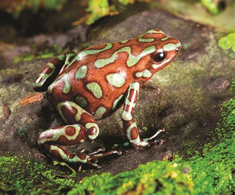 Poisonous frog | Poison dart frogs, Dart frog, Frog facts