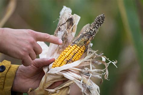 Aflatoxins : Aflatoxins and Hepatocellular carcinoma - Creative Med ...