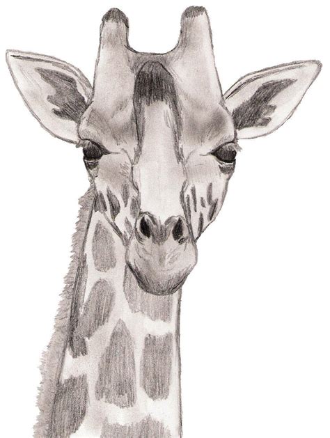 Baby Giraffe - Drawing Photo (22114137) - Fanpop