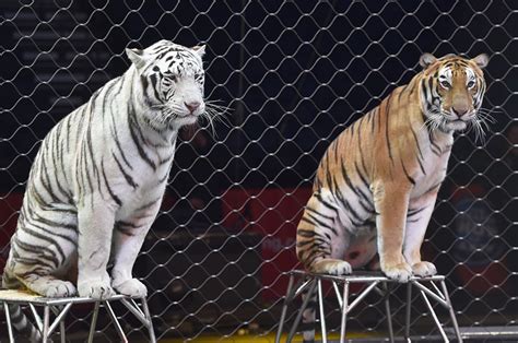 Ringling Brothers Circus Closing: What Happens to Animals? | Time