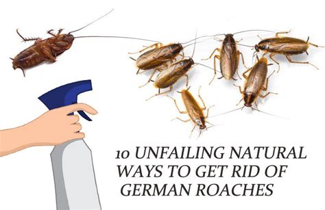 10 Unfailing Natural Ways to Get Rid of German Roaches (Baby ...