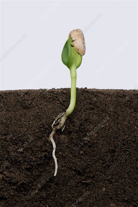 Sunflower germination, 3 of 5 - Stock Image - C036/2740 - Science Photo ...