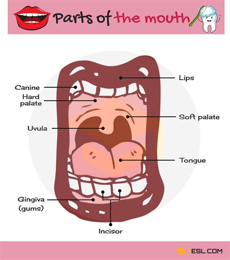 Parts of the Mouth with Pictures • 7ESL | English vocabulary, English ...