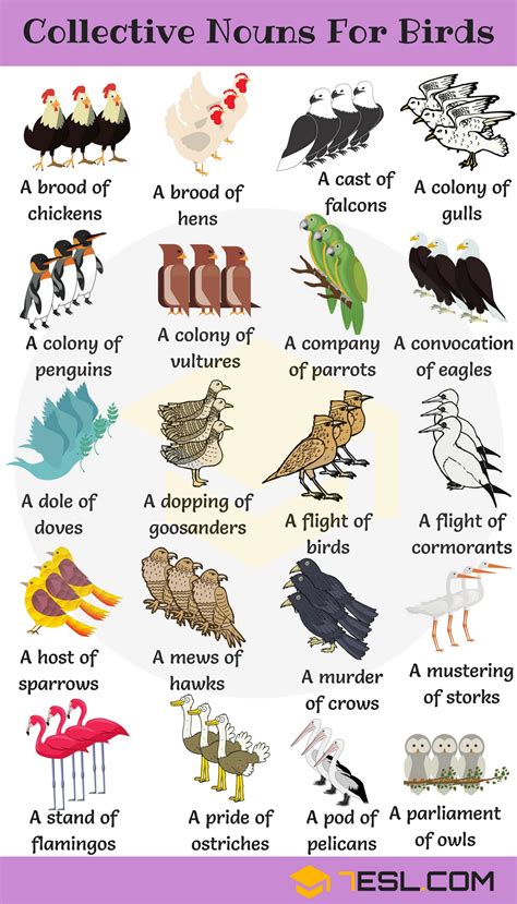 Animal Group Names: 250+ Collective Nouns for Animals