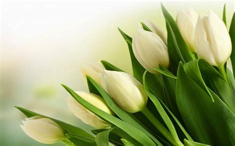 95+ Wallpaper Bunga Tulip Putih free Download - MyWeb