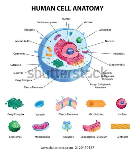 Realistic Human Cell Anatomy Diagram Infographic Poster Vector | Images ...