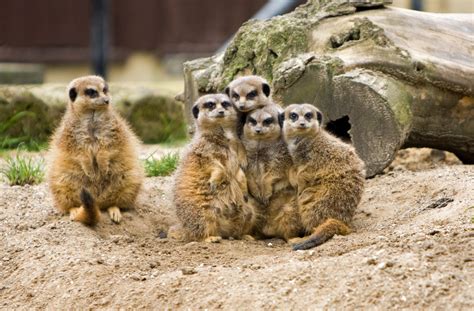 Meerkat Family Group Free Stock Photo - Public Domain Pictures