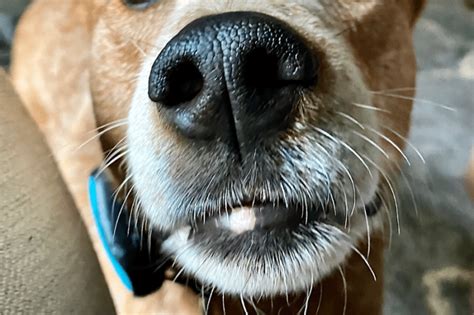 Guide To Dog Whiskers — Everything You Need To Know About Whiskers