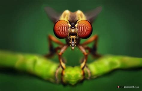 Stunning Macro Photos of Insects Show Their Complex Beauty