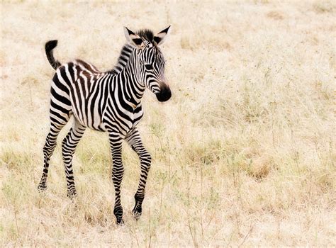 Black and White Zebra - Colors Photo (34704957) - Fanpop