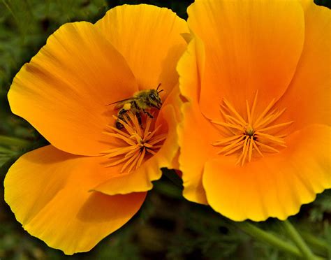 California Poppies Color Photograph by Rob Outwater