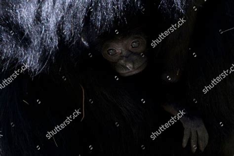 6weekold Baby Siamang Ape Blackfurred Gibbon Editorial Stock Photo ...