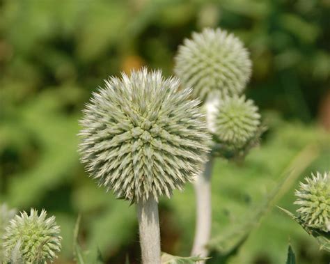 Spiky ball flowerhead | Flickr - Photo Sharing!