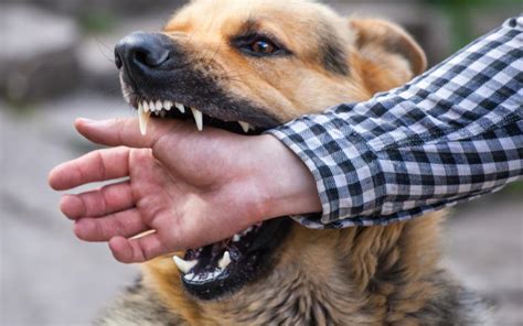 What You Should Immediately Do If You've Received a Dog Bite Wound