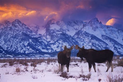 10 Reasons to Visit Yellowstone National Park in Winter – Nature's Gateway