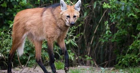 Maned Wolf Behavior - AnimalBehaviorCorner