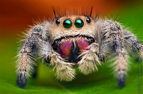 Stunning Macro Photos Of Jumping Spiders by Thomas Shahan | DeMilked