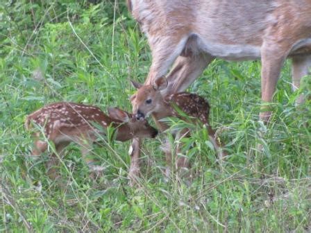 10 Fun Facts About Whitetail Fawns - Big Deer