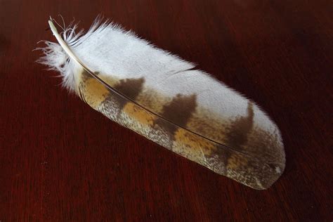 The feather of a Barn Owl Photograph by Duncan Kelly - Pixels