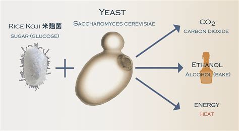 Basic Yeast Function - The Japanese Bar