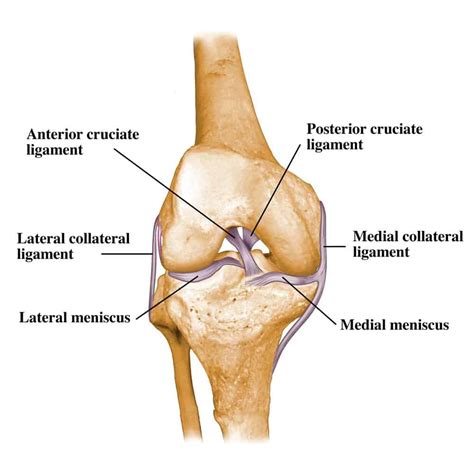 Ligaments and Tendons - The difference - Mandurah Physiotherapy