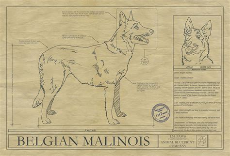 Belgian Malinois Drawing - Animal Blueprint Company