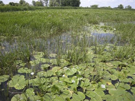 Freshwater Marsh Plants - Plants FA