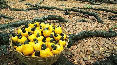 How Cashew Nut Farming and Processing - Cashew Cultivation Asian ...