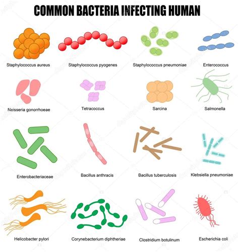 Common bacteria infecting human — Stock Vector © roxanabalint #21569197