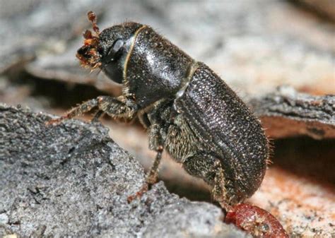 Pine Beetle – Identification, Life Cycle, Facts & Pictures