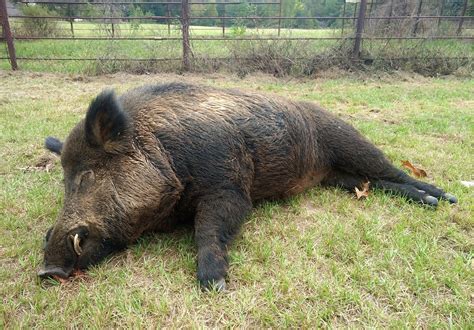 East Texas man takes down 416-pound wild hog in backyard