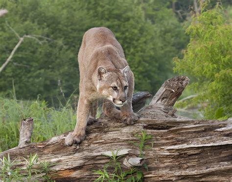 People Are Losing It Over Mountain Lion Sighting Near Rockford