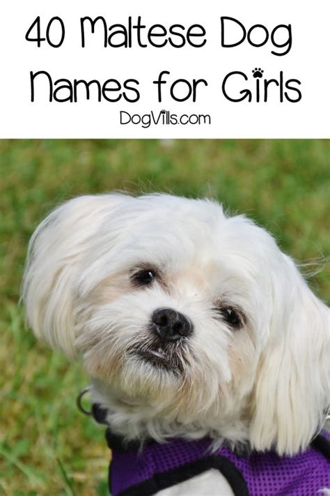 80 Beautiful Maltese Dog Names For Your New Pup - DogVills