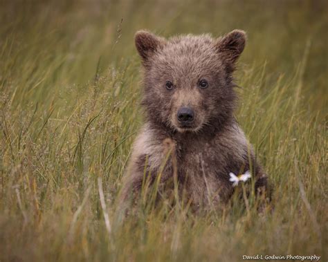 More Cute Cubs - Photographing Grizzly Bears - Part 7 - David L Godwin ...