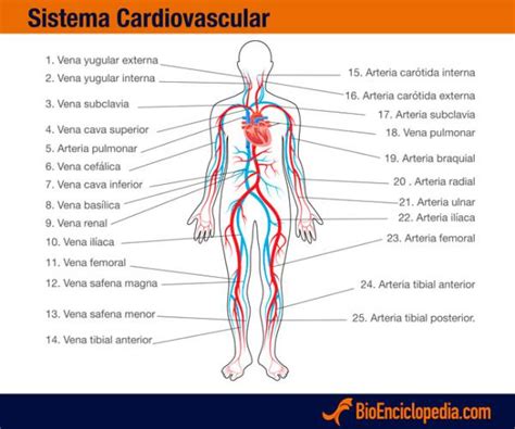 Sistema Cardiovascular: características y partes