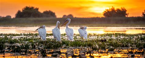 Fripp Island Wildlife - Fripp Island Resort