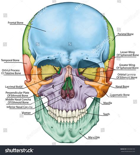 Bones of the Head - AlfonsortPark