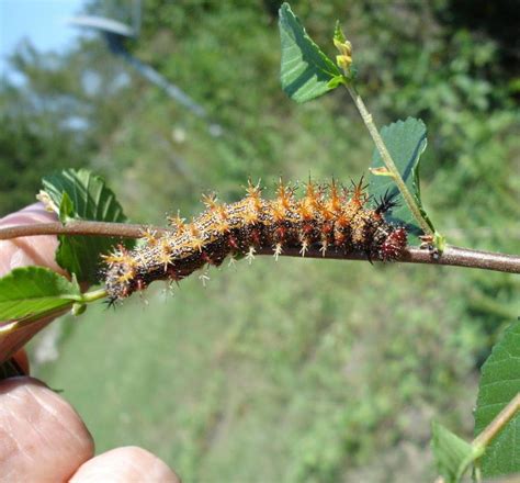 spikey caterpillar by jadisofeternity on DeviantArt