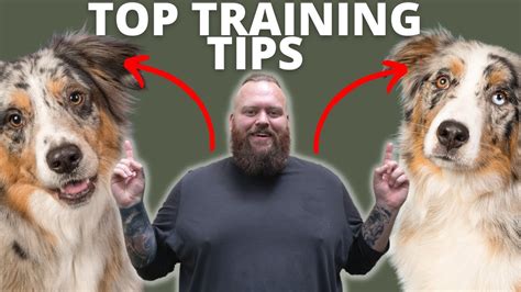 3 TIPS FOR TRAINING YOUR AUSTRALIAN SHEPHERD - YouTube