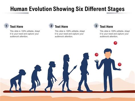 Human Evolution Stages