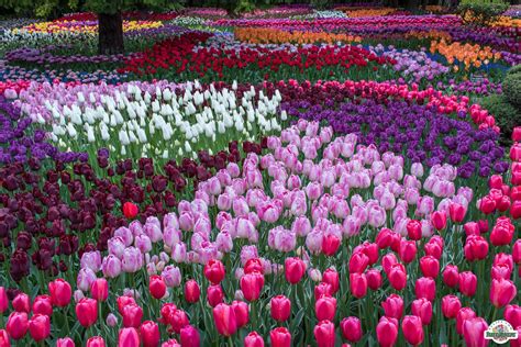 Skagit Valley Tulip Festival 2021 - Love La Conner Blog - Love La Conner