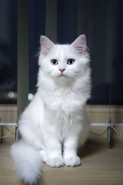 Turkish Angora Cat Breed: Size, Appearance & Personality