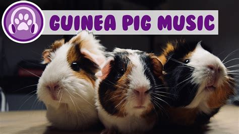 Guinea Pig Music - Deep Anxiety Relief Songs! - YouTube