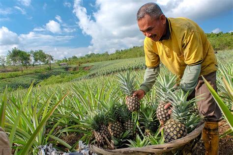 How Long Does It Take to Grow a Pineapple? - Growth Stages - Article onT...