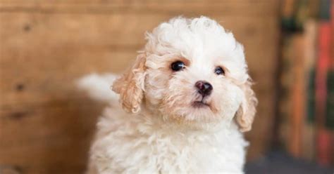 10 Most Popular Poodle Mix Dog Breeds - HubPages